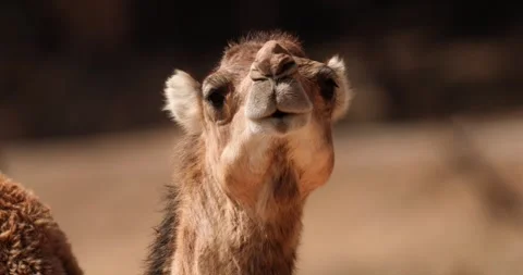 Close-up of a camel's face. Camel shaking its head, slow motion 120 fps Stock Footage 251726146