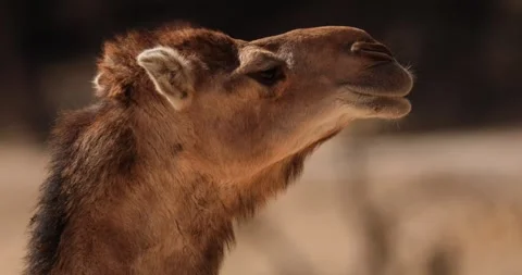Close-up of a camel's face. Camel shaking its head, slow motion 120 fps Stock Footage 251726208