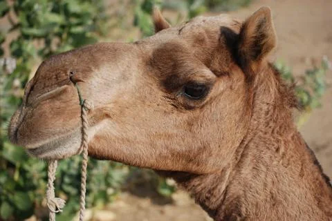 Close up - Camel's face Stock Photos