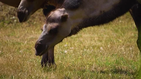 Close up of camels Video stock 246594381