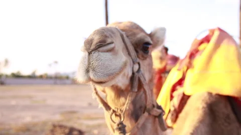 Close-up of the camel's head in the desert Concept of travel. Video stock 138832263