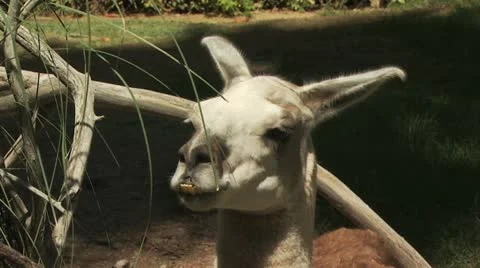 Close Up Of A Camels Head 스톡 동영상 18950818