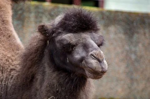 Close up of a camel's head Stock Photos