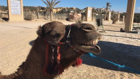 Close up of camel's head in sandy oasis, camel showing teeth, laughing Stock Footage 105607069