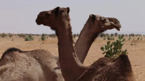 Close up camels in mauritania 스톡 동영상 152310902