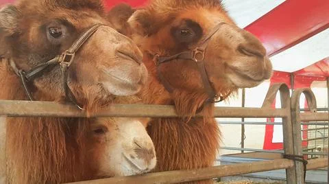 Close-up of camels  Stock Photos