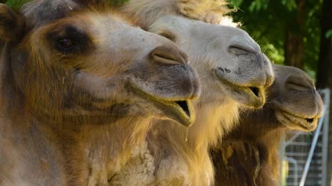 Close up of camels standing beside each other. Stock Footage 143199856