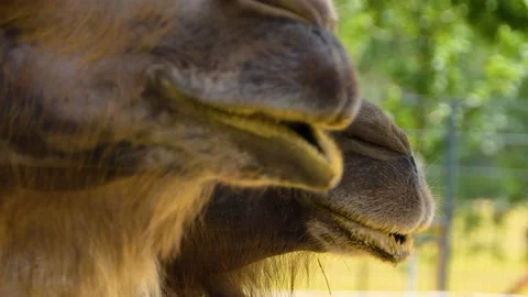 Close up of camels standing beside each other. Stock Footage 143200213