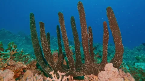 Close-up, Camera approaching the Erect Sponge on coral reef Stock Footage 317273499