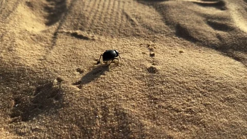 Close up camera follow black scarabaeus sacer beetle crawling fast across desert Stock Footage 340867491