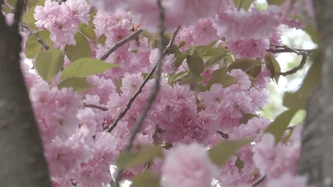 Close up camera footage of the blooming cherry trees full with the pink flowers Stock Footage 88791185