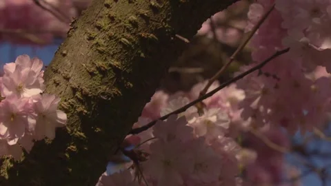 Close-up camera glide along blooming cherry tree branch Stock Footage 329234850