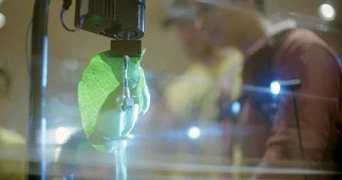 Up Close Camera on Leaf and Caterpillar Stock-Footage 104781320