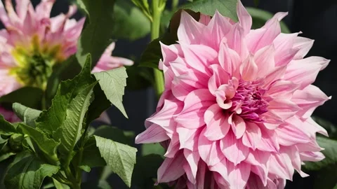 Close up camera motion over beautiful pink dahlia flowers blooming on sunny.. Stock-Footage 332715290