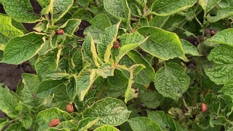Close Up Camera Motion Over Potato Bush With Red Beetle Larvae Stock Footage 340099241