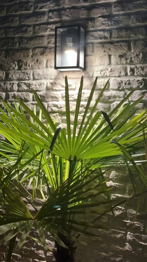 Close up camera move to illuminated palm tree leaves at night vertical video Vídeo Stock 344180576