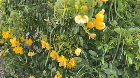 Close-Up Camera Move on Scrambling Senna Bush with Yellow Flowers Stock Footage 339666842