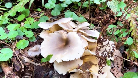 Close-Up Camera Move on Wild Mushrooms in Rainforest Understory Vídeos de archivo 318508916