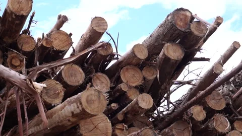 Close-up camera movement across a stack of eucalyptus logs Stock Footage 247026041