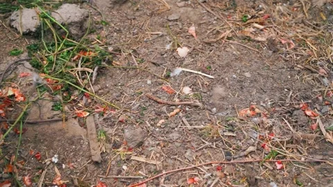Close-up camera movement around the compost heap. Recycling and use of food Stock Footage 195974903