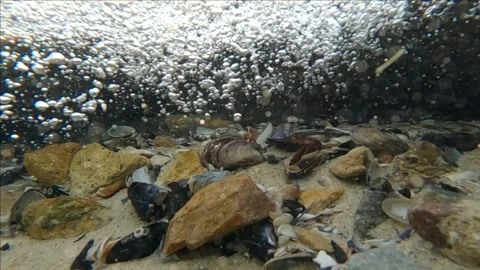 Close-up of camera moves backwards over seabed covered with shells and stones Stock Footage 260062578
