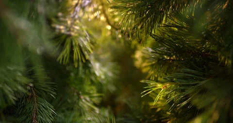 Close up camera moves between pine tree brunches on a sunny morning. Stock Footage 220784152