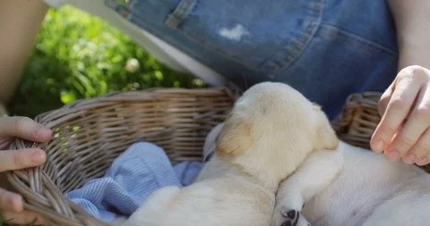 Close up of the camera movin from the basket on the grass with puppies sleeping 스톡 동영상 98092796