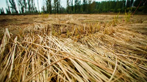 Close Up Camera Pan Amongst Bales Of Straw, In Slow Motion Video 스톡 동영상 296321332