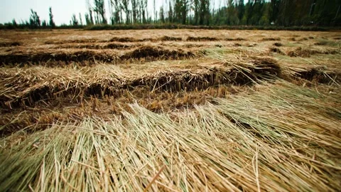 Close Up Camera Pan Amongst Bales Of Straw, In Slow Motion Video Stock Footage 296321534