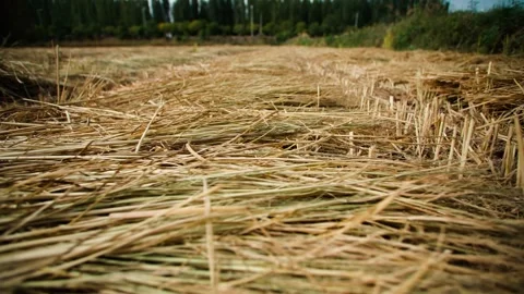 Close Up Camera Pan Amongst Bales Of Straw, In Slow Motion Video Stock Footage 296321623