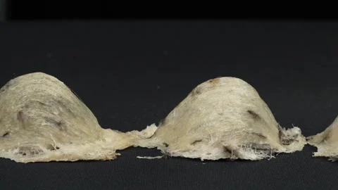 Close-Up Camera Panning Past Each Raw Edible Bird's Nest Stock Footage 337837929