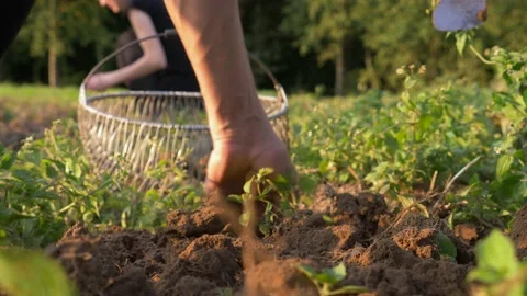 Close-up camera shot of man digging potatoes. Woman in the background harvesting Stock Footage 161109116