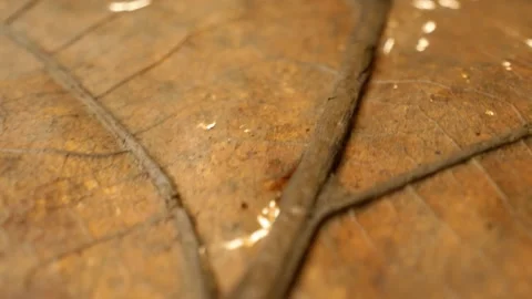 Close-up camera slide over fallen leaf, detailed macro of veins and texture Stock Footage 332833072