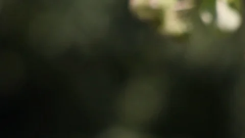 Close up camera slide to a thistle with sharrpness relocation Stock Footage 93929962