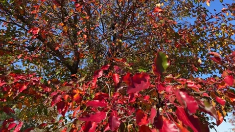 Close Camera Tilt Down View of a Beautiful Autumn Tree Vídeos de archivo 146107405