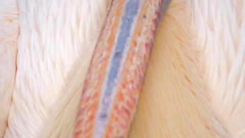 Close up as camera tilts up beak to head of a rosy pelican 4K Stock Footage 99257829