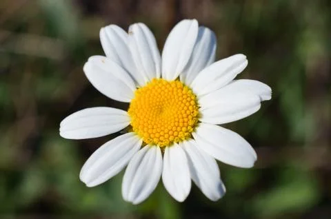 Close up of camomile Stock Photos