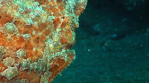 Close up of a Camouflage Frog Fish Stock Footage 27037288