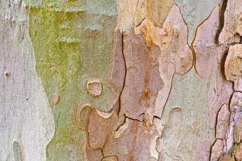 Close-up of the camouflage pattern of a plane tree Foto stock