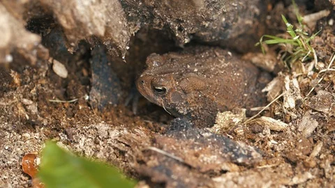 Close Up of Camouflage Tree Frog Video stock 121986665