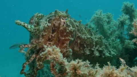 Close up Camouflaged Cuttlefish Stock Footage 111237632