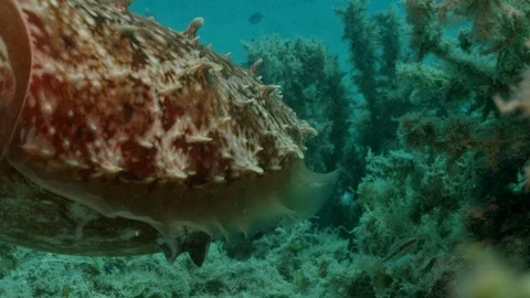 Close up Camouflaged Cuttlefish Stock Footage 111238566