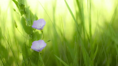 Close-up campanula on green background. Stock Footage 55727572