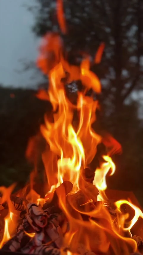 Close up of campfire that burns at evening time on background green forest Stock Footage 323759985
