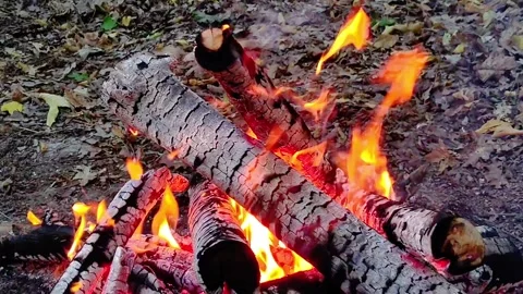 Close-up of Campfire Flames and Burning Wood Logs. Stock Footage 342280183