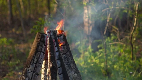 Close-up Campfire Flames in Pine Forest, Spring, Blurred Background Stock Footage 334066546