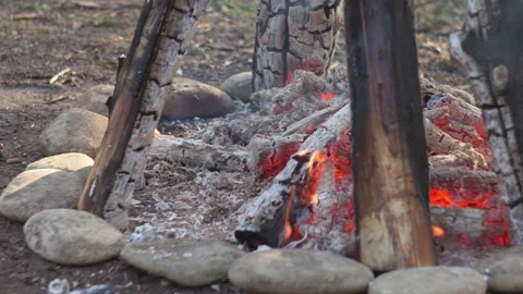 Close-up Campfire Flames in Pine Forest, Spring, Blurred Background Video stock 334066653