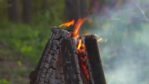 Close-up Campfire Flames in Pine Forest, Spring, Blurred Background Stock-Footage 334066688