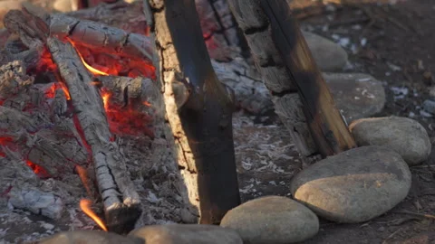 Close-up Campfire Flames in Pine Forest, Spring, Blurred Background Video stock 334066692