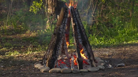 Close-up Campfire Flames in Pine Forest, Spring, Blurred Background Video stock 334066762